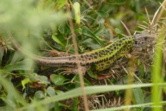 Lacerta schreiberi