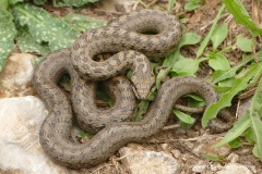 Coronella austriaca acutirostris