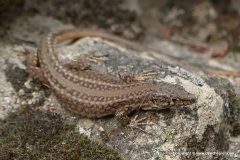Podarcis guadarramae