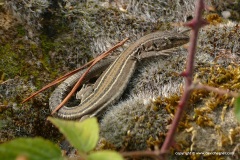 Podarcis guadarramae