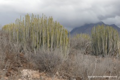 Euphorbia sp.