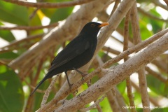Turdus merula cabrerae