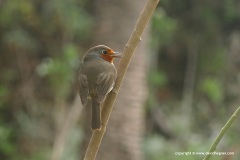 Erithacus rubecula superbus