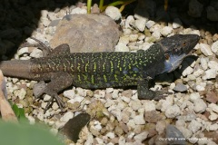 Gallotia galloti eisentrauti