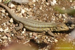 Gallotia galloti eisentrauti
