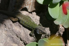 Gallotia galloti eisentrauti