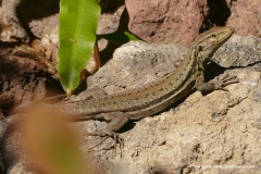 Gallotia galloti eisentrauti