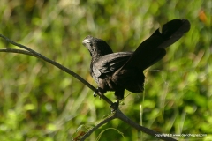 Crotophaga ani