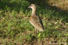 Vanellus chilensis
