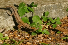 Ameiva atrigularis