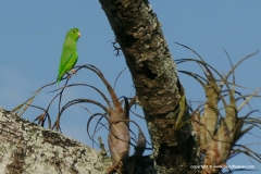Forpus passerinus