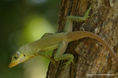 Anolis richardii