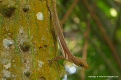 Anolis richardii