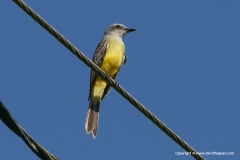 Tyrannus melancholicus