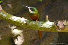 Galbula ruficauda