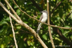 Tyrannus dominicensis