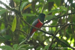 Trogon collaris