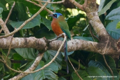 Momotus bahamensis