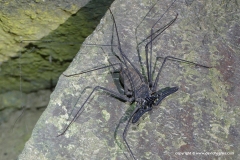 Heterophrynus longicornis (?)