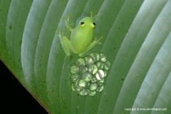 Hyalinobatrachium orientale