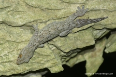 Thecadactylus rapicauda