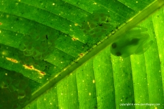 Hyalinobatrachium orientale
