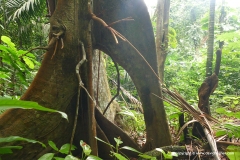 Tobago Forest Reserve