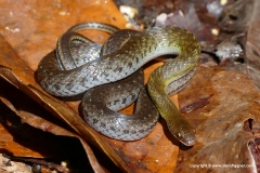 Erythrolamprus pseudoreginae