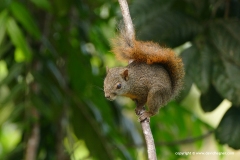 Sciurus granatensis