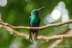 Campylopterus ensipennis