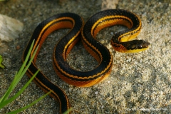 Erythrolamprus melanotus