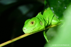 Iguana iguana