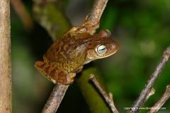Boana platanera