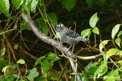 Thamnophilus doliatus