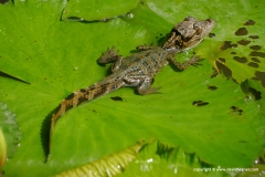 Caiman crocodilus