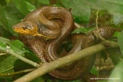 Corallus ruschenbergerii