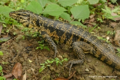 Tupinambis cryptus