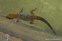 Gonatodes ocellatus
