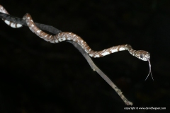 Sibon nebulatus