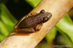 Scinax ruber