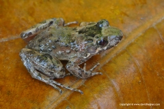 Leptodactylus validus