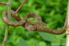 Leptodeira ashmeadii