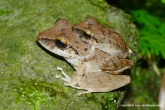 Pristimantis charlottevillensis