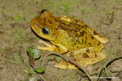 Boana platanera