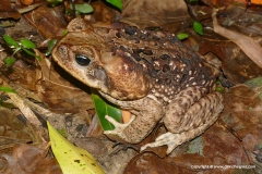 Rhinella marina
