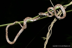 Sibon nebulatus