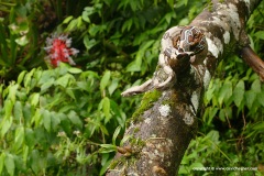 Boa constrictor