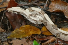 Boa constrictor