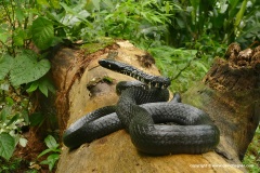 Spilotes pullatus