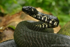 Spilotes pullatus